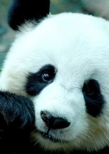 pandaser