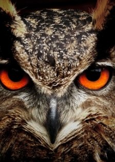 Owler