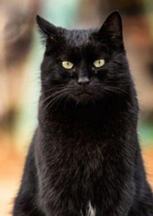 Blackcat