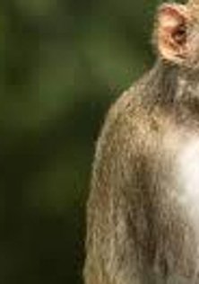 stepanovdema
