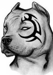 Pitt_bull